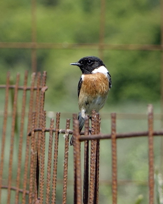 stonechat